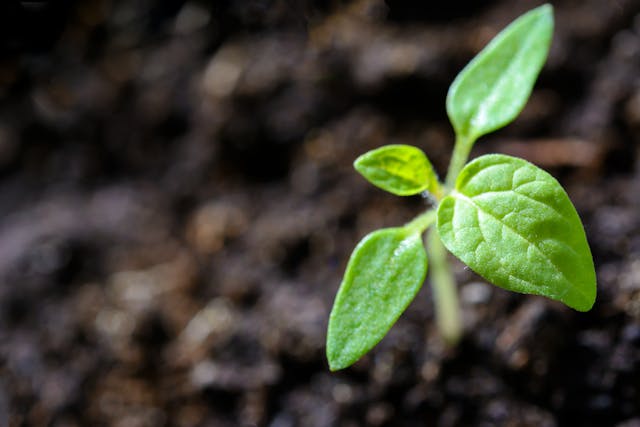 Préjudice écologique : la Cour reconnaît la responsabilité de l’Etat dans l’existence d’un préjudice écologique résultant de l’usage des produits phytopharmaceutiques
